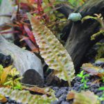 植栽から1日目　クリプトコリネ　ブローサ